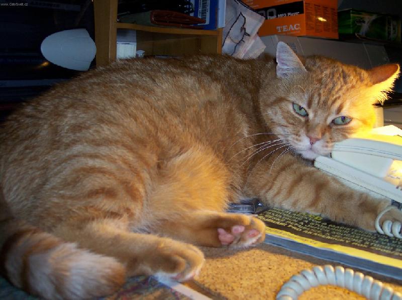 Foto: Čekám, kdy mě zavoláš........-naše skvělá kočka snad umí i telefonovat