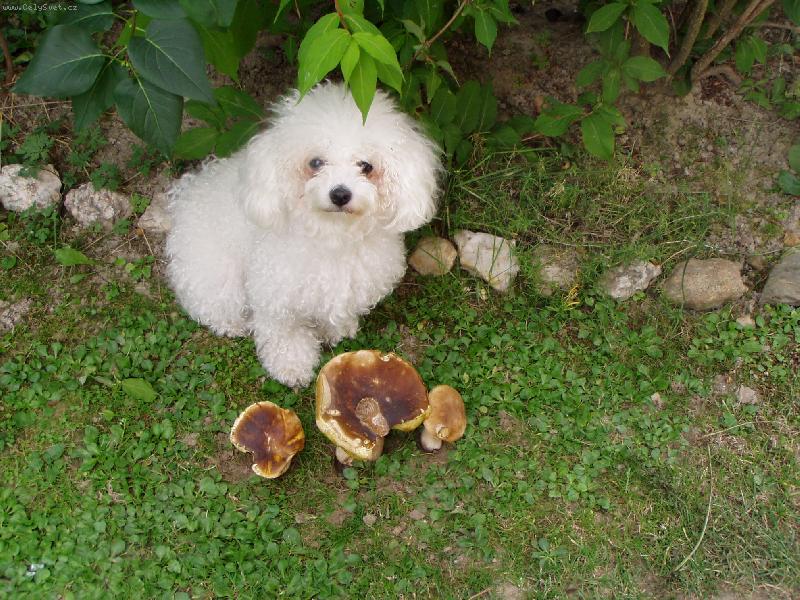 Foto: náše nejlepší hledačka hub-páni to je úlovek