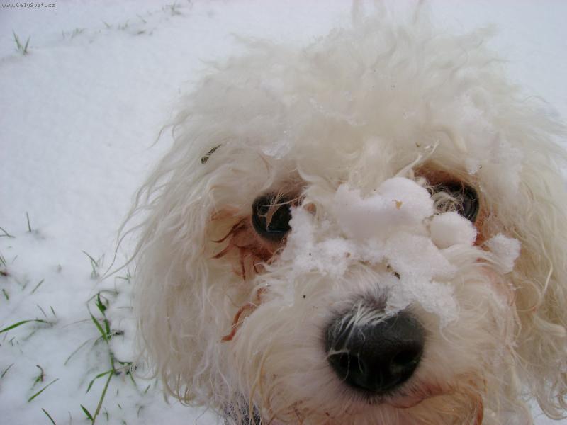 Foto: miluju sníh-konečně napadlo trochu sněhu