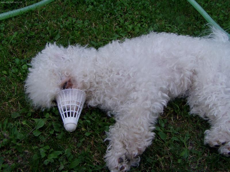 Foto: mám hezký čumáček-Jessinka a její nádherný náhradní nos