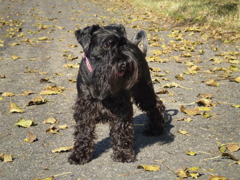 Foto: Podzimní odpoledne-Drakopes na procházce