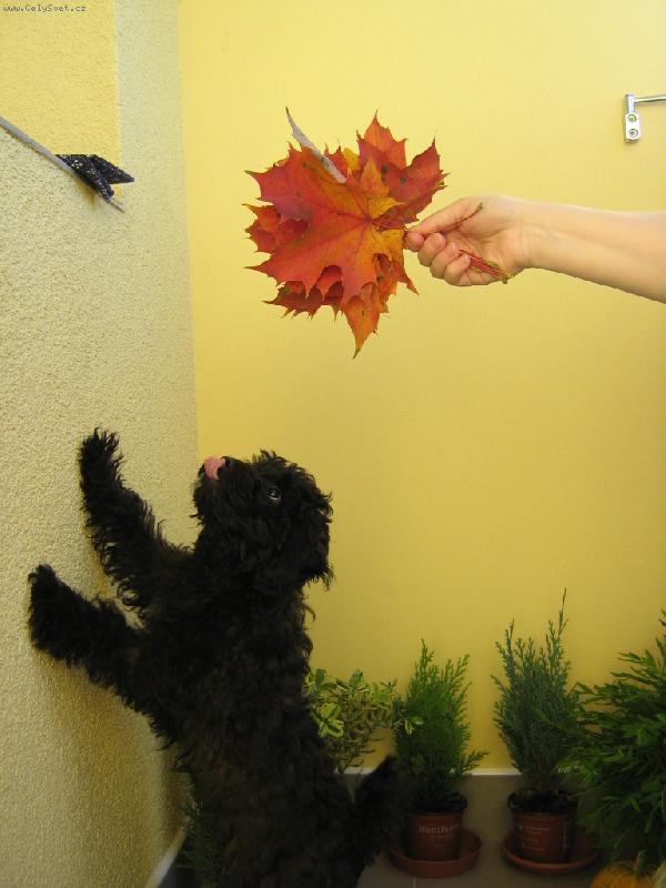 Foto: Beník a podzim-Ben na balkoně ochutnává podzimní listy