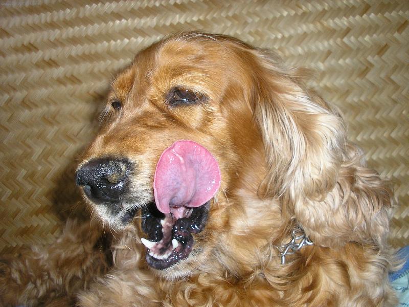 Foto: Mňam,Mňam-Doninka po večeři