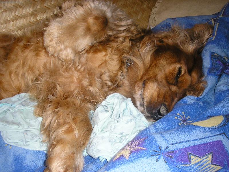 Foto: Doninka spinká-ve dvě hodiny ráno