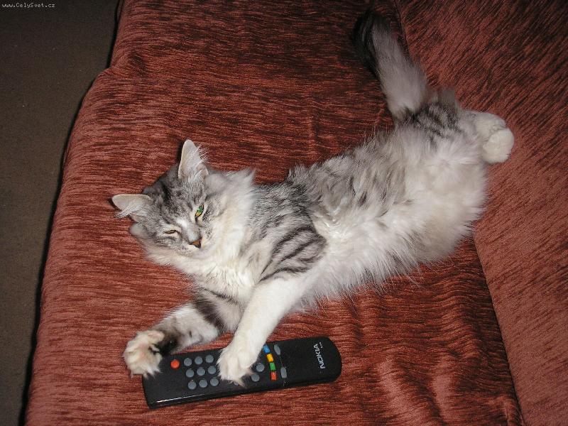 Foto: Můj kocourek Jessik =)-=)