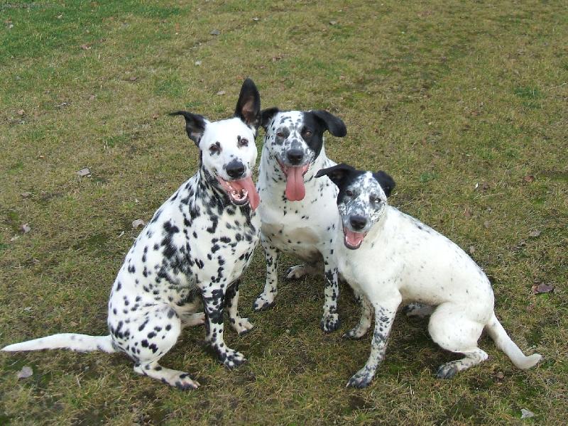 Foto: POJDTE SE S NAMA TAKY SMAT-NA GOLFU