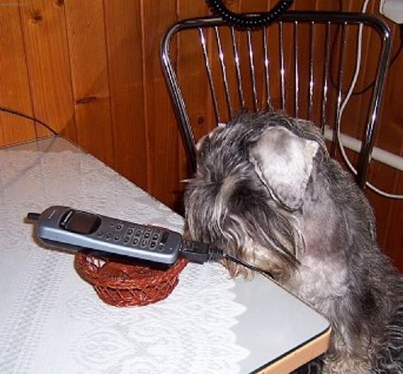 Foto: Flavie-Že bych si zkusila taky zatelefonovat?