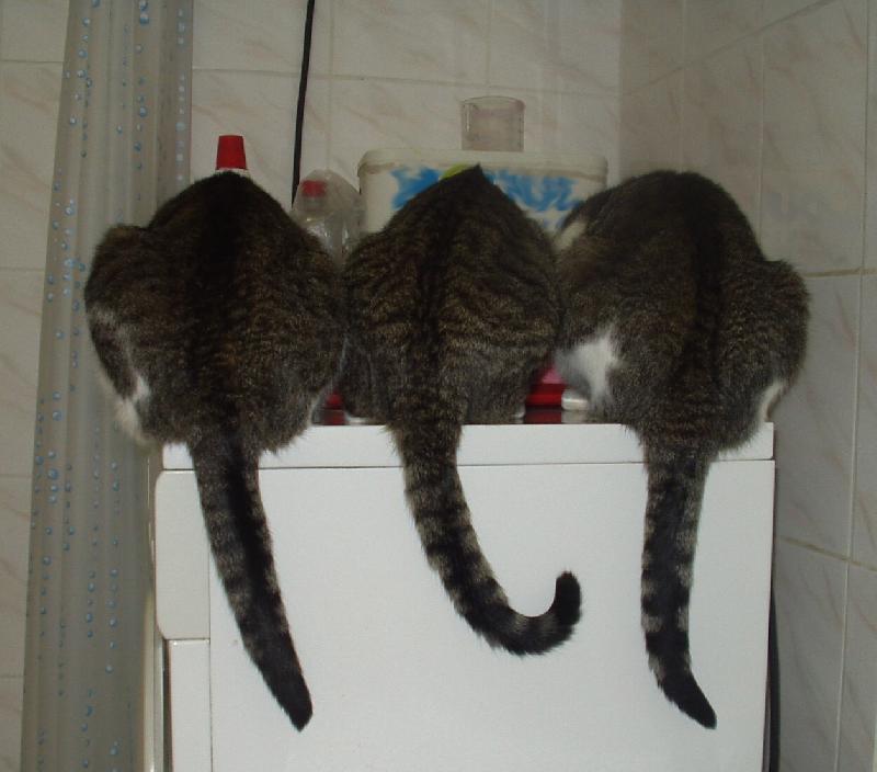 Foto: MOUREK- VEČEŘE