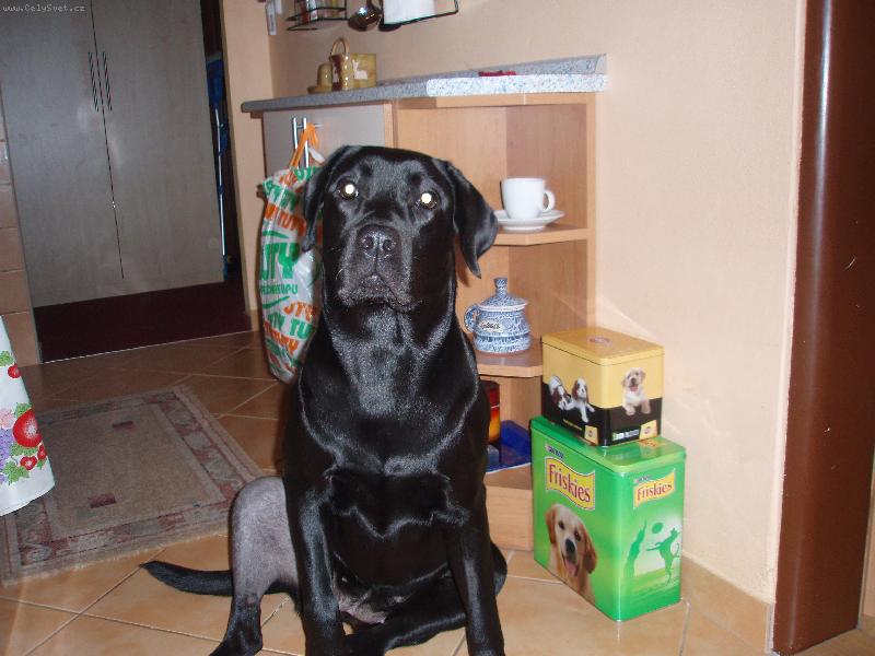 Foto: Eliška čeká na jídlo-Eliška čeká na jídlo