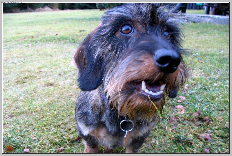 Foto: Vendy-štěně jezevčíka,milačka rodiny mých přátel