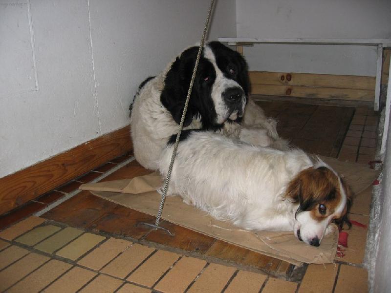 Foto: Blahosklonný medvěd-Nejen, že mi obsadil místo, ale ještě mi ho žere...