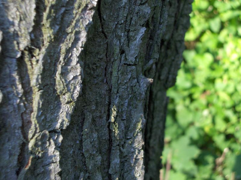 Foto: K�ra-no coment