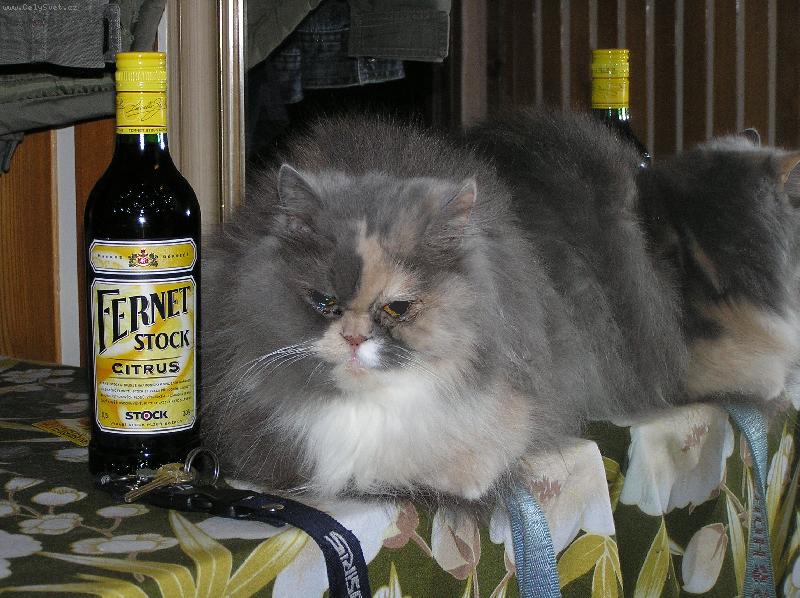 Foto: I kočky mají své dny-U zrcadla