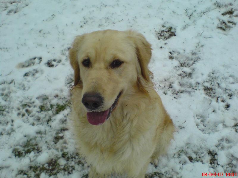 Foto: Maxík na sněhu1