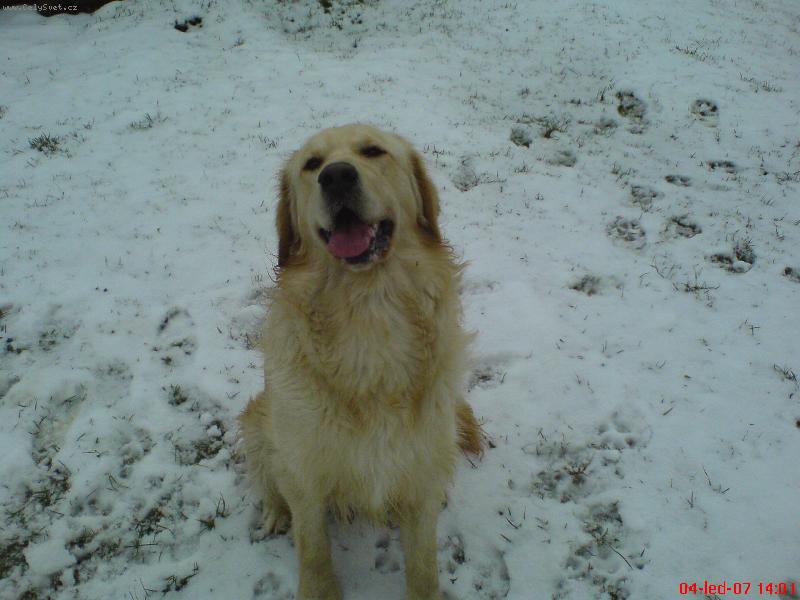 Foto: Maxík na sněhu2