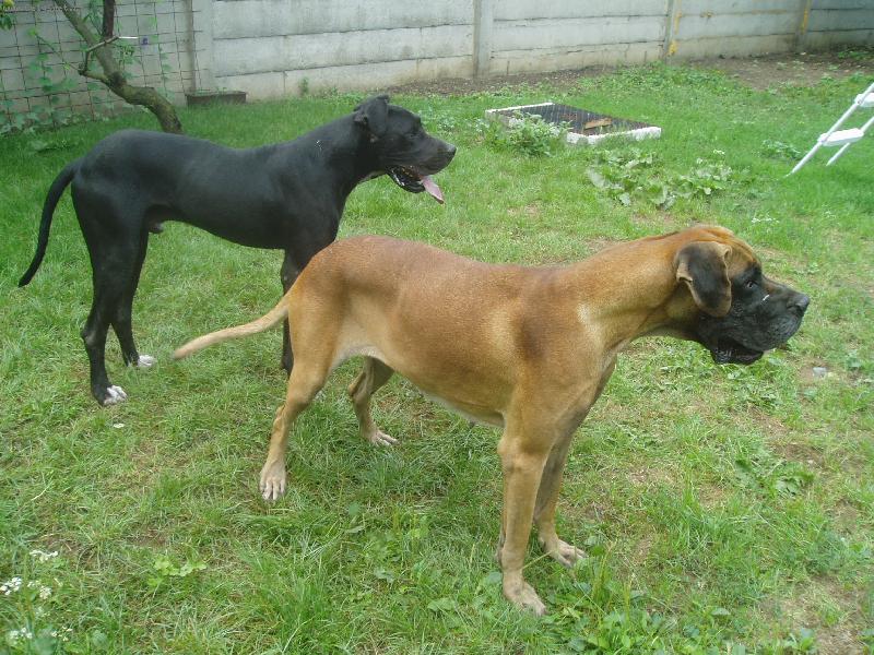 Foto: Dva hafani-Tak to jsou naši miláčci