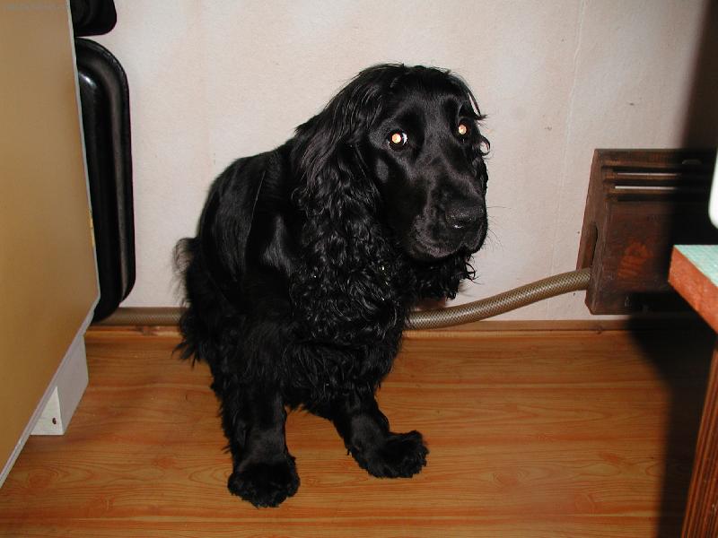 Foto: Já jsem ty párky nesnědla!!-Peggy v kuchyni