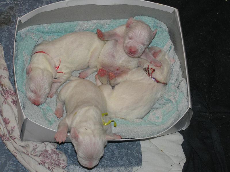 Foto: ďáblice Blanský les