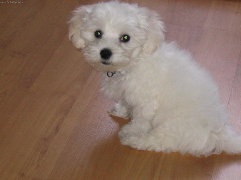 Foto: náš miláček-lacky