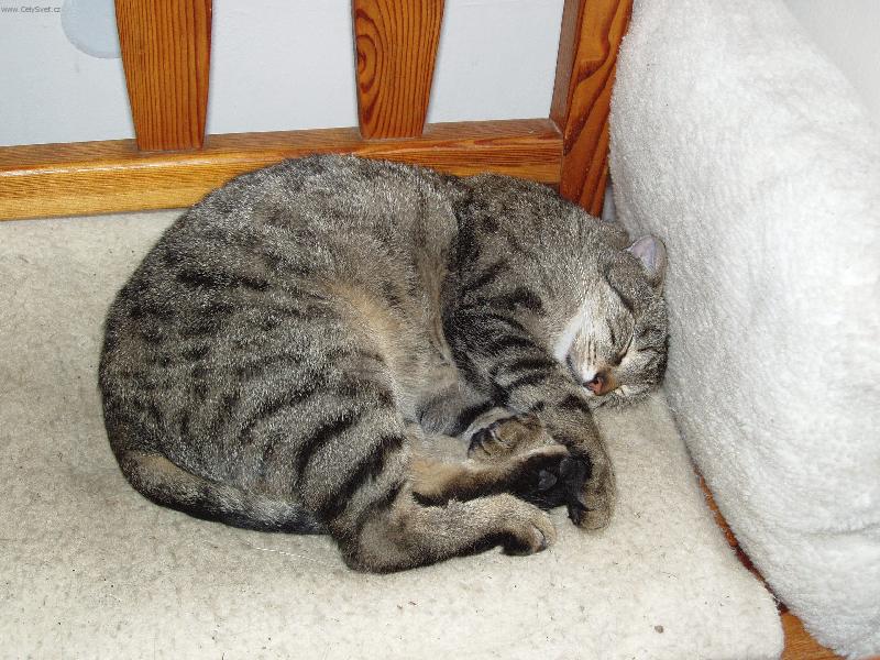 Foto: Moureček-Moureček po nočních toulkách