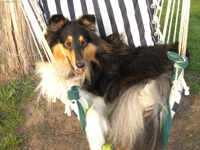 Foto: Ulvar black Vermiko-LÉTO 2006