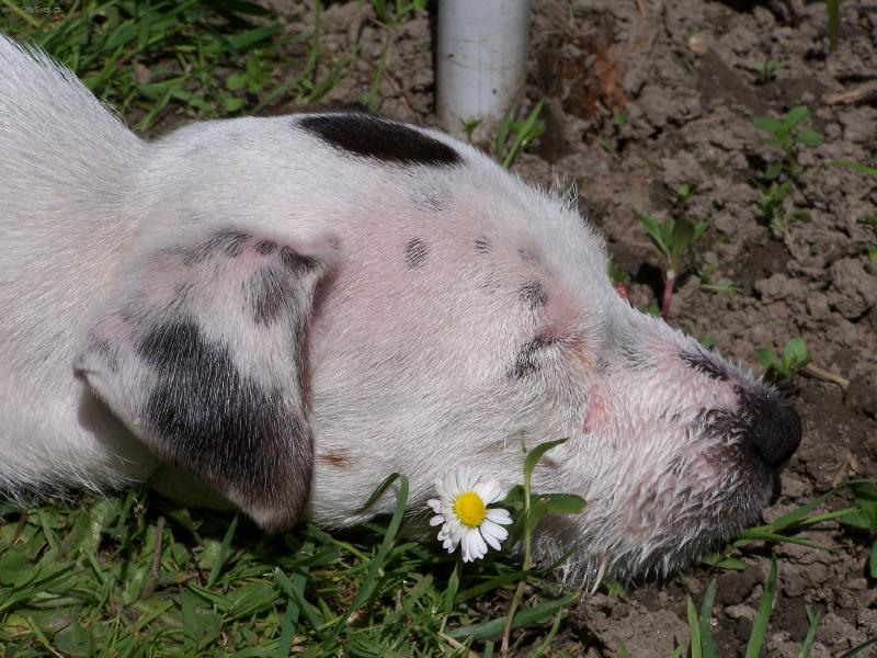 Foto: To se mi ale dobře spinká !