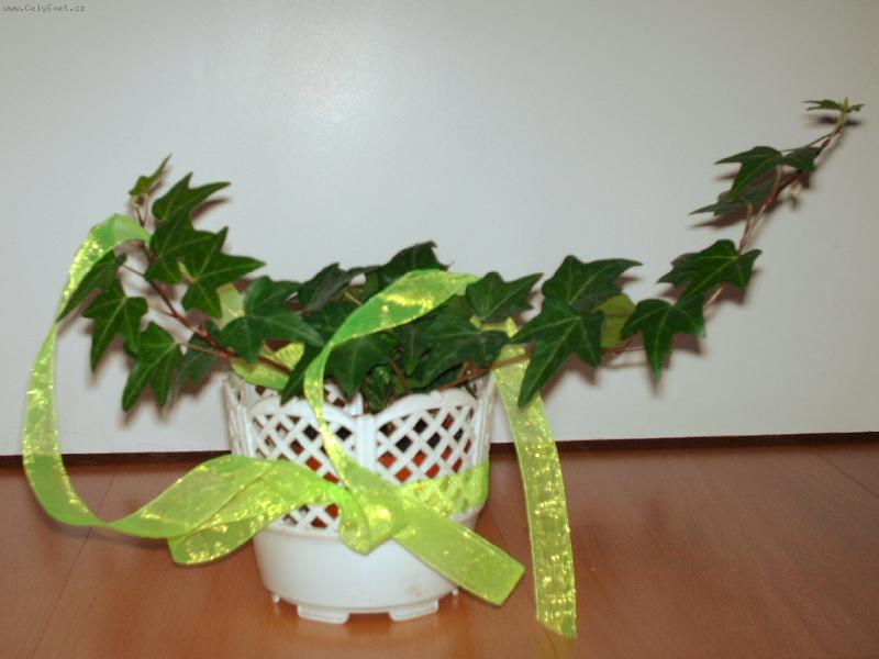 Foto: Zelená krása-Můj malý Břečánek vesele roste...