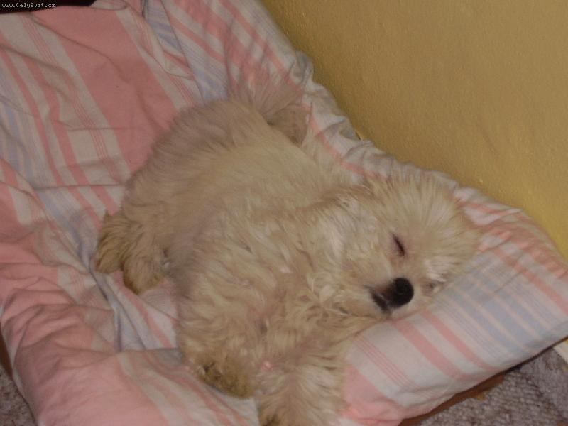 Foto: Utahaný po procházce-copak se Kimikovi asi zdá?
