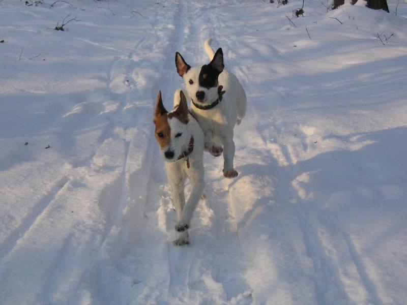 Foto: Přespolní běh.