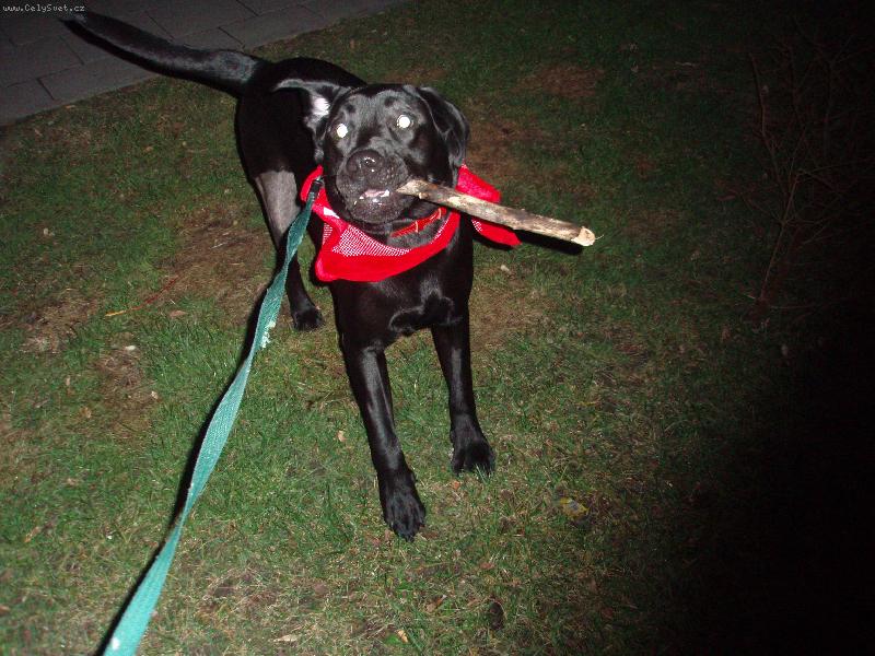 Foto: Večerní venčení-Neposlešná Eliška