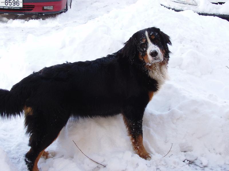 Foto: Hádejte,kdo jsem?-Loňské sněhy...