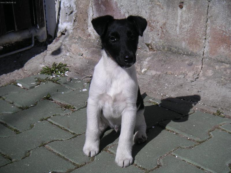 Foto: To jsem já-FXH CARO Z KRAVÍ HLAVY