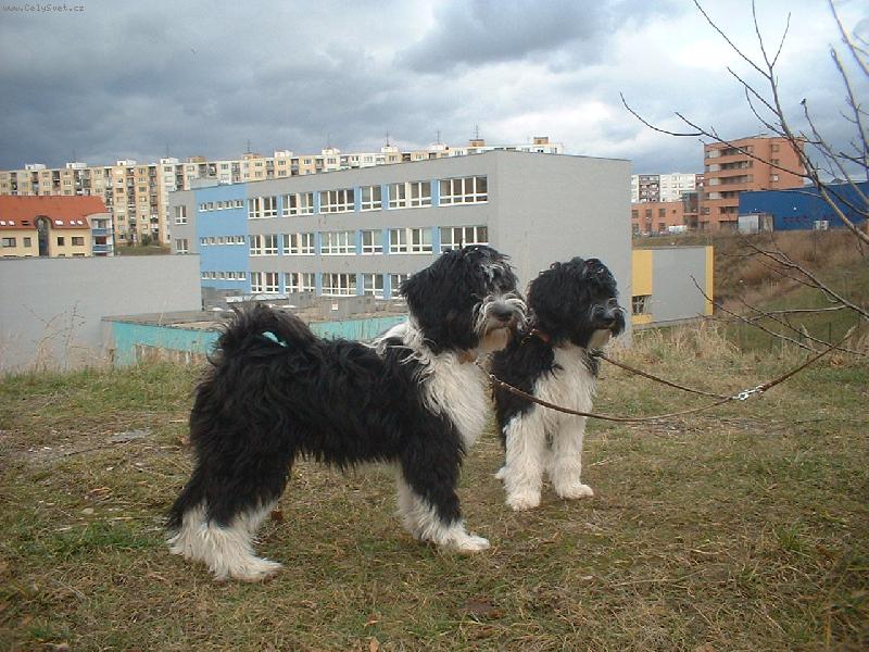 Foto: pozujeme-sestry tibetačly