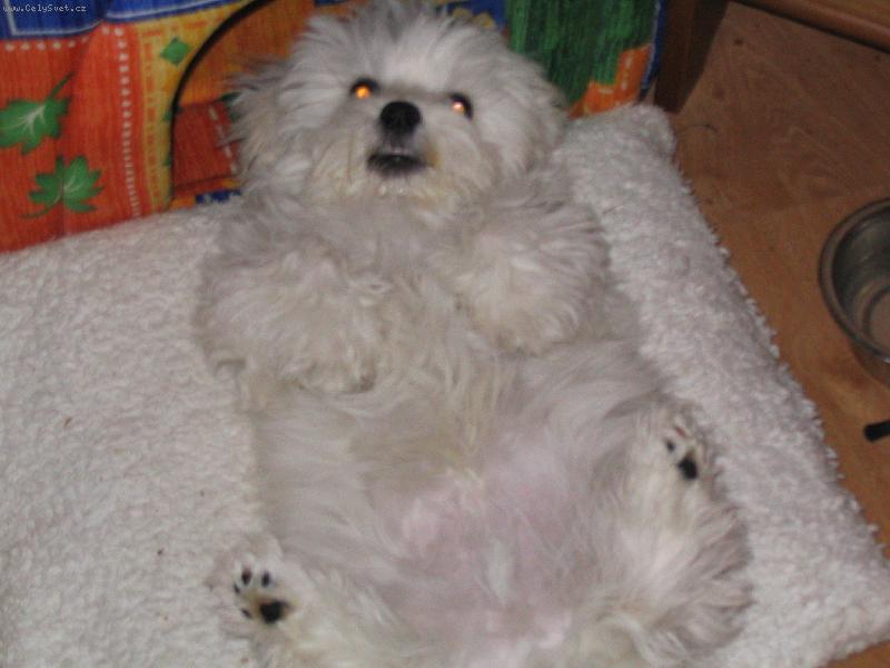 Foto: lacky-prostě pohoda