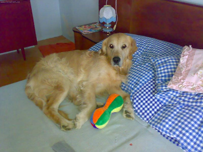 Foto: Vánoční dárek