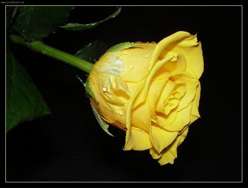 Foto: Žlutá růže