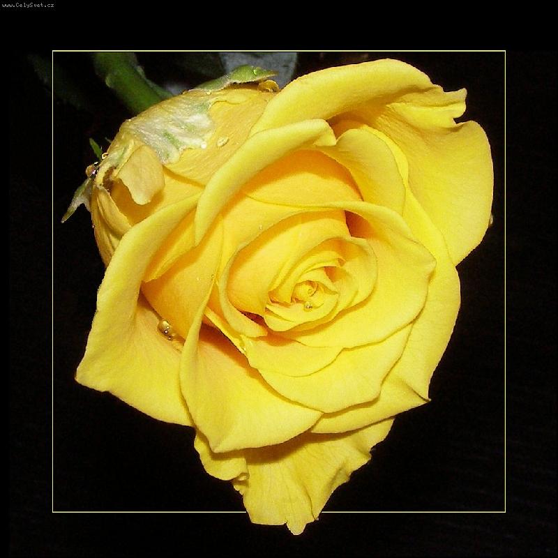 Foto: Orosená růže