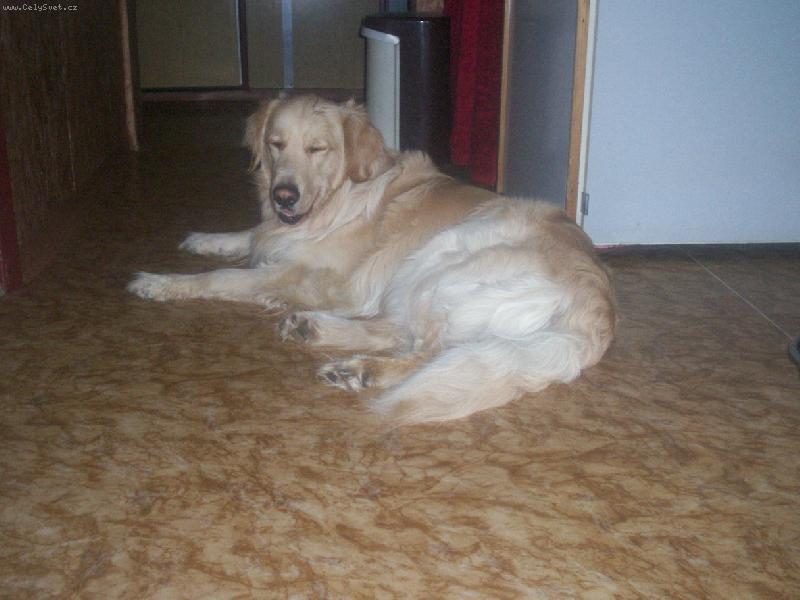 Foto: Arkisek pod stromečkem-A kde jsou dárky?