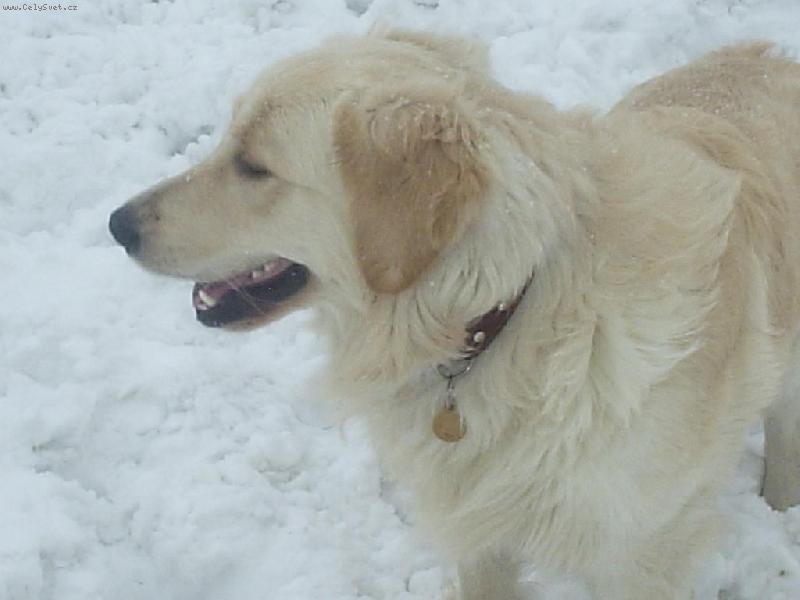 Foto: Arkisek a snížek-Sněží sněží, kam všichni beží?