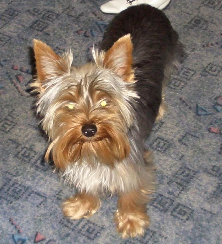 Foto: Naše fenečka-Terynka