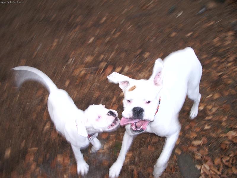 Foto: jak je těžké vyfotit boxera...