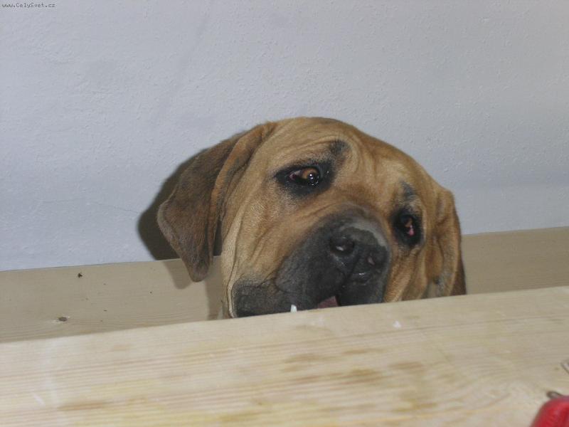 Foto: Není tam něco dobrého ?-Není tam něco dobrého ?