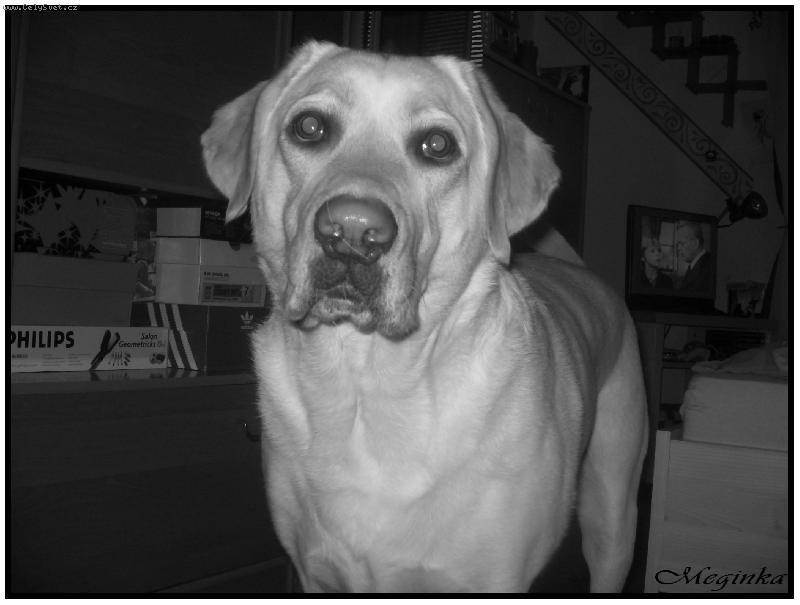 Foto: Megie-Všimněte si toho chlupu na čumáčku:))Taky vám tam tak vadí???:))