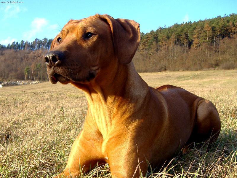 Foto: vyhřívám se na sluníčku