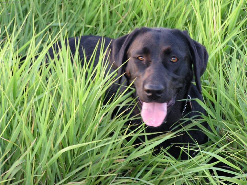 Foto: Brituška-Schovávaná