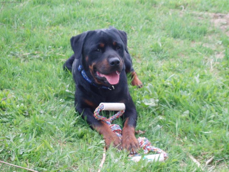 Foto: Vhrál jsem ! ! ! Jsem hrdina :o)-Tak a pojď se semnou zase přetahovat a žádný flákání !