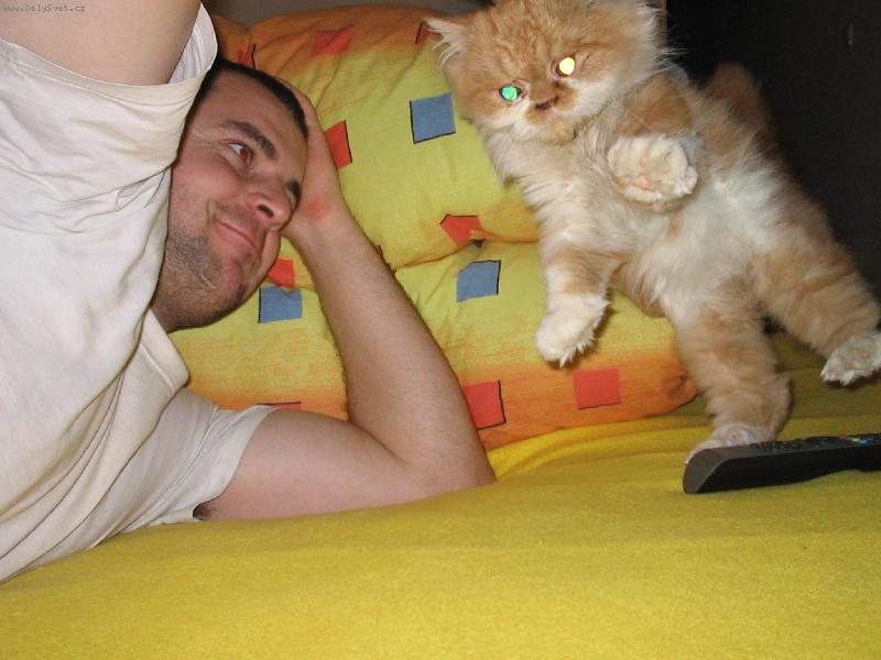 Foto: takhle chodí jen kocouři-frajeři-Puma, Pumík, náš perský 4měsíční kocourek při řádění na posteli