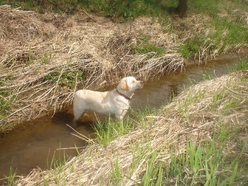 Foto: Jééé, co to tam je??-Náš pejsánek v potoku