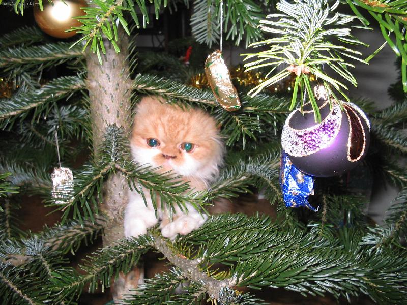 Foto: Pumík nebo chlupatá ozdoba?