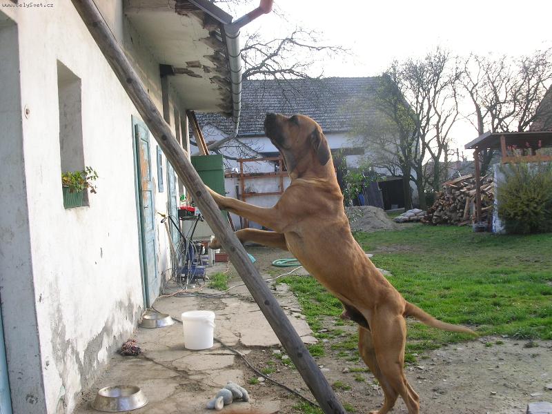 Foto: Jak já se jen za tou kočkou nahoru dostanu?